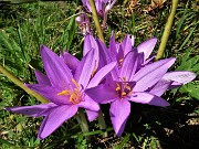 03 Colchicum autumnale (Colchico d'autunno) incontrati sul percorso 